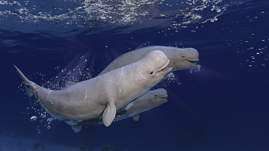 Cute beluga  white wales racing while sea posing and having fun 3d rendering