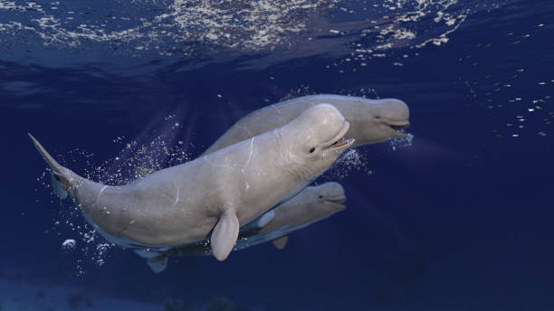 Cute beluga  white wales racing while sea posing and having fun 3d rendering stock photo