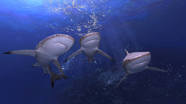 istock 3 reef sharks swimming and posing together underwater sea 3d rendering 1199983755