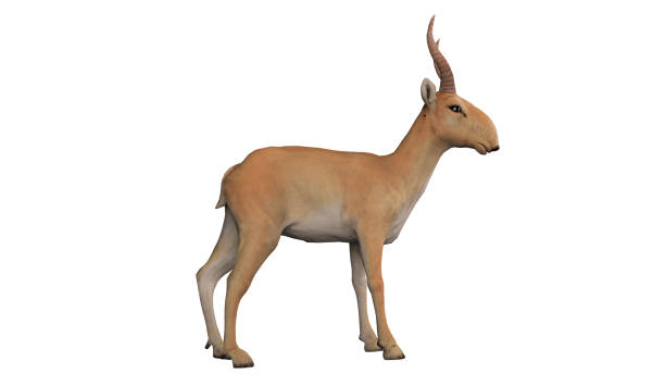 istock Saiga antelope with side view isolated white background 3d rendering 1199983782