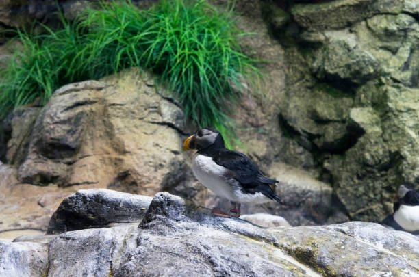 istock One Fratercula end bird sits on a rock 1199983789