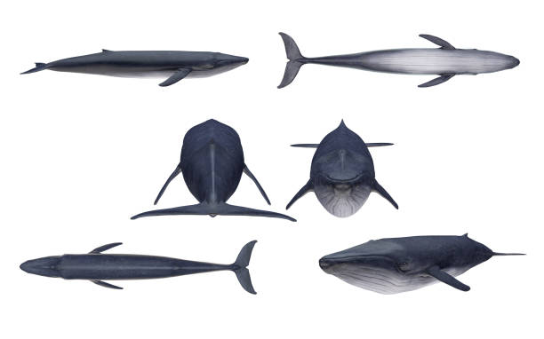 istock Multiple angle views of blue whale with 6 different view isolated white background 3d rendering 1199983790