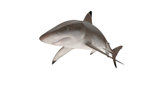 istock Reef shark isolated on white background cutout ready diagonal view 3d rendering 1199983816