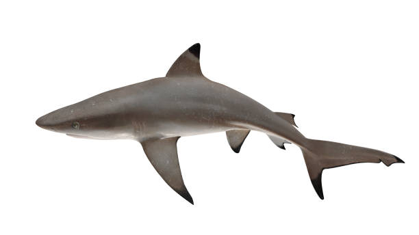 reef shark isolated on white background cutout ready tail down side  view 3d rendering - tubarão cinzento dos recifes imagens e fotografias de stock
