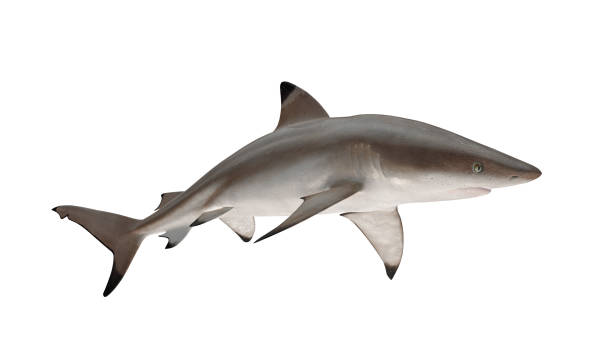 istock Reef shark isolated on white background cutout ready right side view 3d rendering 1199983821