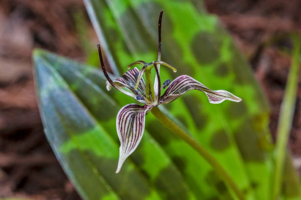 Fetid Adderstongue - Scoliopus bigelovii