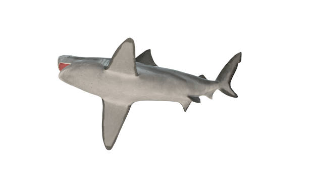 istock Bull shark isolated on white background cutout ready view from bottom 3d rendering 1199983830