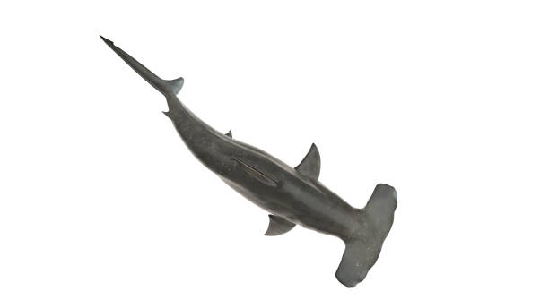 istock Hammerhead shark isolated on white background cutout ready top view 3d rendering 1199983832