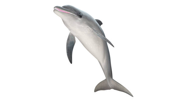 白い背景カットアウト対応3dレンダリングに孤立したボトルノーズイルカジャンプ対角ビュー - happy dolphin ストックフォトと画像