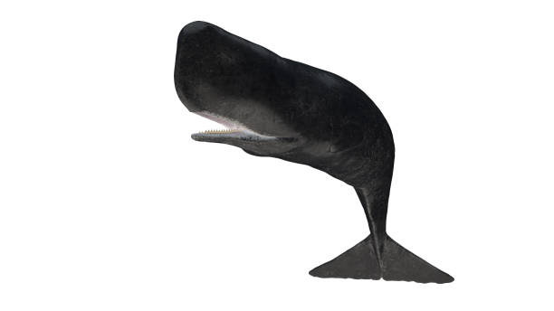 Isolated cachalot sperm whale tail down diagonal view on white background open mouth 3d rendering