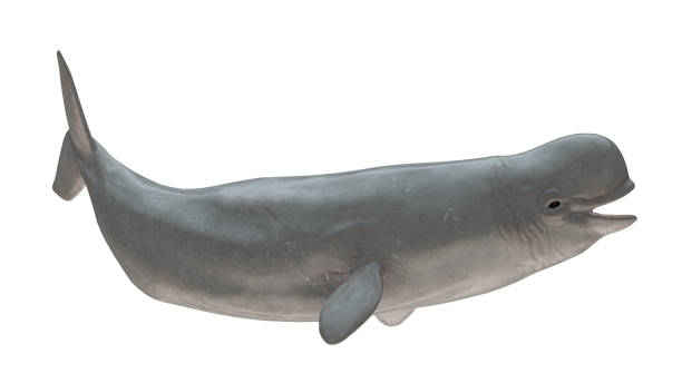 beluga wal lächelnd rechte seite schwanz nach oben ansicht isoliert auf weißem hintergrund bereit ausschnitt 3d rendering - beluga whale stock-fotos und bilder