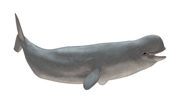 Beluga whale smiling right side tail up view isolated on white background ready cutout 3d rendering