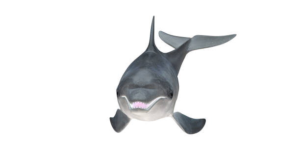 istock Isolated bottlenose dolphin front side view on white background cutout ready 3d rendering 1199983843