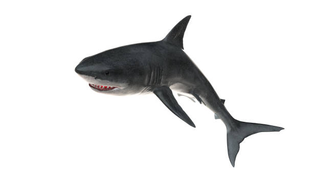 istock Great white shark isolated on white background cutout ready slight high angle view 3d rendering 1199983845