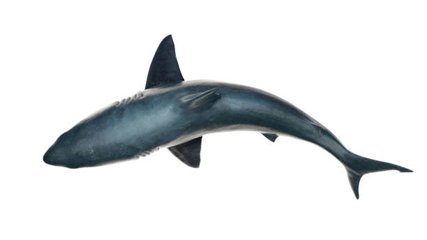 The Sandbar shark is also called the thickskin or brown shark. Found over muddy or sandy bottoms in shallow coastal waters.