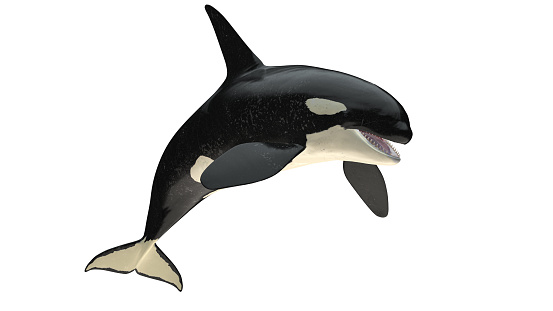 Aislado orca orca vista de salto de boca abierta en el recorte de fondo blanco listo representación 3d photo