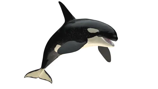 Photo of Isolated killer whale orca open mouth jumping view on white background cutout ready 3d rendering