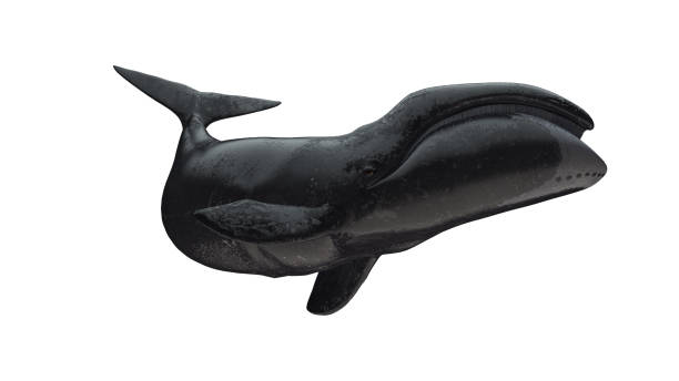 istock Bowhead whale tail up side view isolated on white background ready cutout 3d rendering 1199983848
