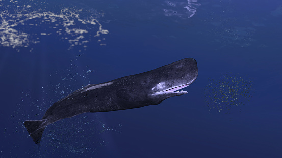 Cachalot sperm whale is chasing group of small school of fish school side view 3d rendering