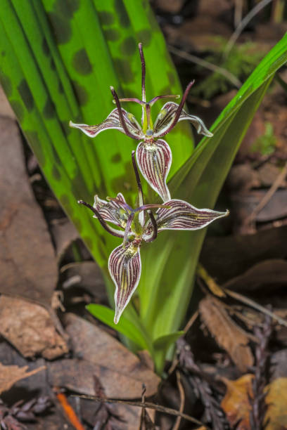 istock Fetid Adderstongue - Scoliopus bigelovii 1199983877