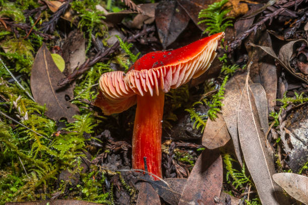 istock Scarlet Waxy Cap - Hygrocybe punicea 1199983906