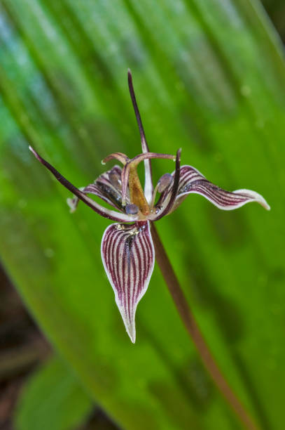 istock Fetid Adderstongue - Scoliopus bigelovii 1199983907