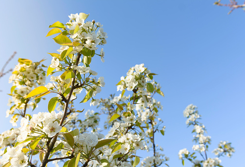 Spring background - branch of a blossoming tree, Closeup spring blossoming treeBeautiful blossom flowers on defocused background. White beautiful flowers on the apple tree.