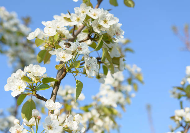istock Honey bee is collecting pollen on a beautiful blooming pear tree 1199984229