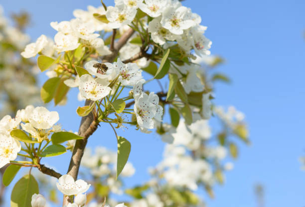 istock Honey bee is collecting pollen on a beautiful blooming pear tree 1199984262