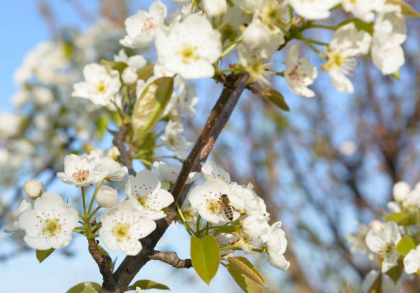 istock Honey bee is collecting pollen on a beautiful blooming pear tree 1199984293