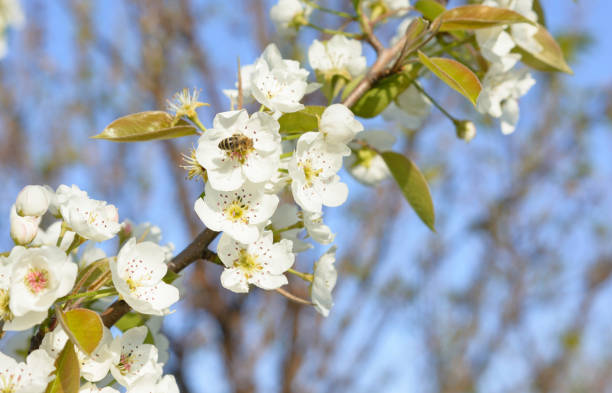 istock Spring background - the bee and branch of a blossoming tree 1199984309