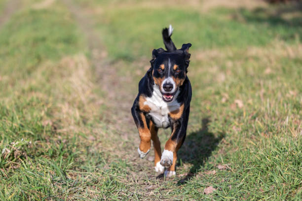 istock dog runs on meadow with green grass 1199985206