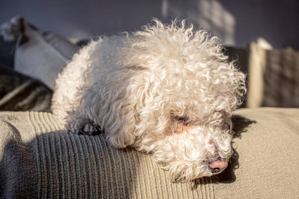 istock Close-up of a cute bichon frise dog 1199985207