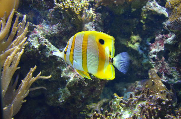 istock Tropical fish in aquarium, Berlin 1199985255