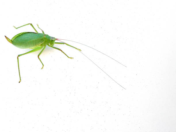 istock Common True Katydid, Pterophylla camellifolia, on white background copy space, close view 1199985367