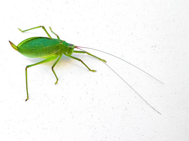 Common True Katydid, Pterophylla camellifolia, closeup of green grasshopper bug, copy space, white background