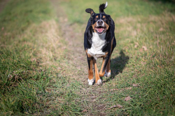 istock dog runs on meadow with green grass 1199986285