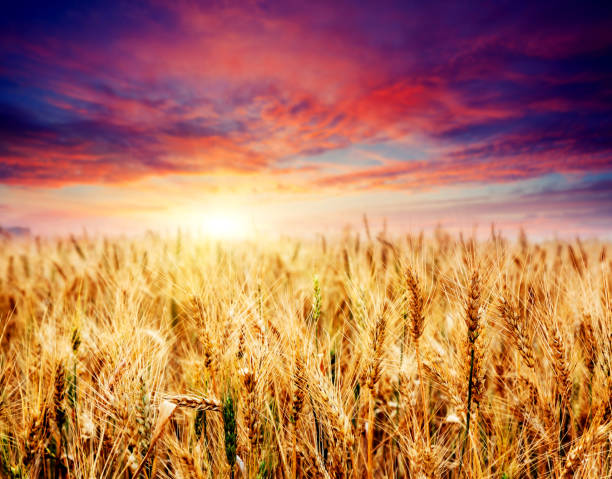 istock Fantastic wheat field at the sunset. Colorful overcast sky. 1199986445