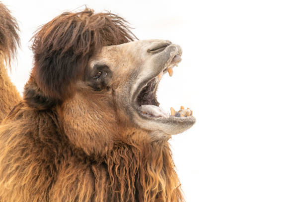 The Bactrian camel (Camelus bactrianus) close up
