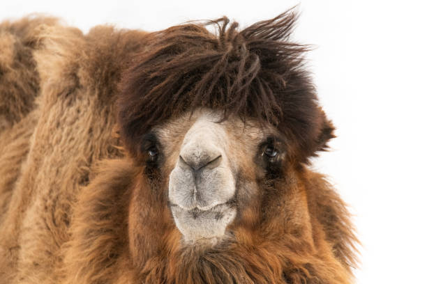 Camel Hair Stock Photos, Pictures & Royalty-Free Images - iStock
