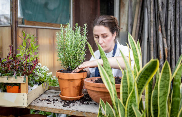 istock Woman planting herbs 1199988412