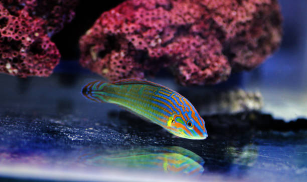 Rainbow wrasse fish -  Halichoeres melanurus Rainbow wrasse fish -  Halichoeres melanurus melanurus wrasse stock pictures, royalty-free photos & images
