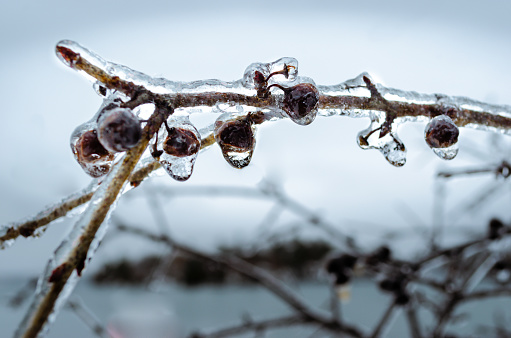 ice covered and frozen berries on a tree branch against a gray sky