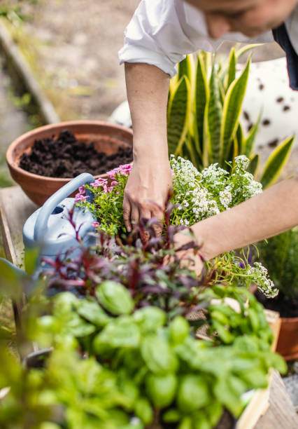 istock Woman planting flowers 1199988590