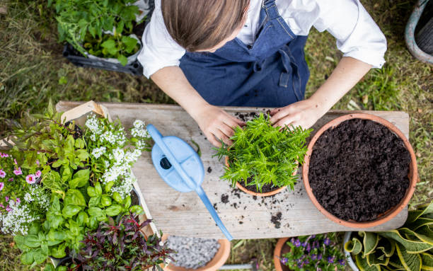 istock Woman planting herbs 1199988595