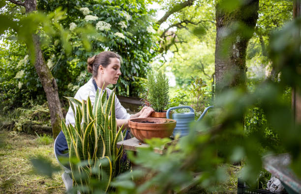 Woman planting herbs