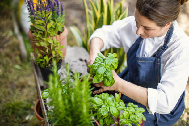 istock Woman planting herbs 1199988912