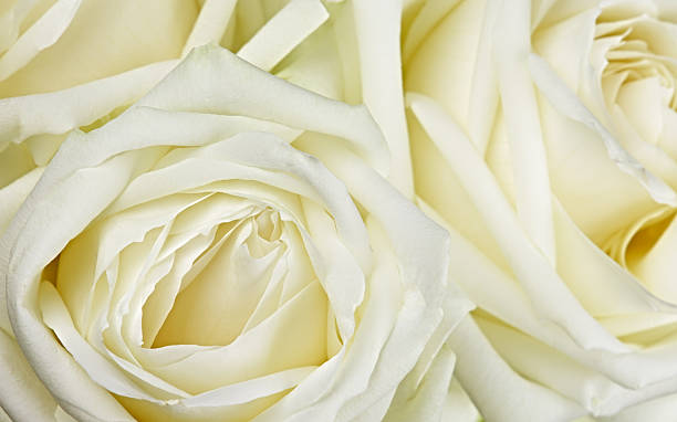 istock Bouquet of white roses 119998940