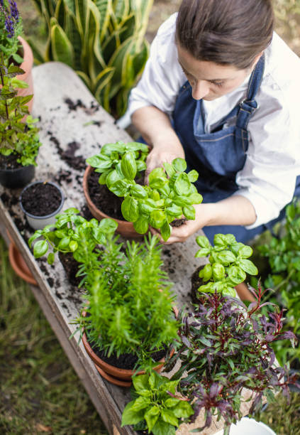 istock Woman planting herbs 1199989634