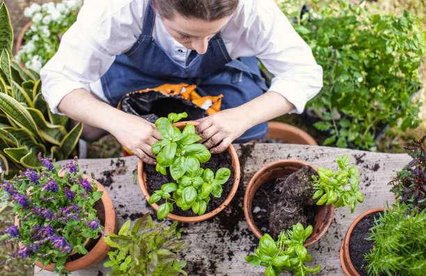 istock Woman planting herbs 1199989740